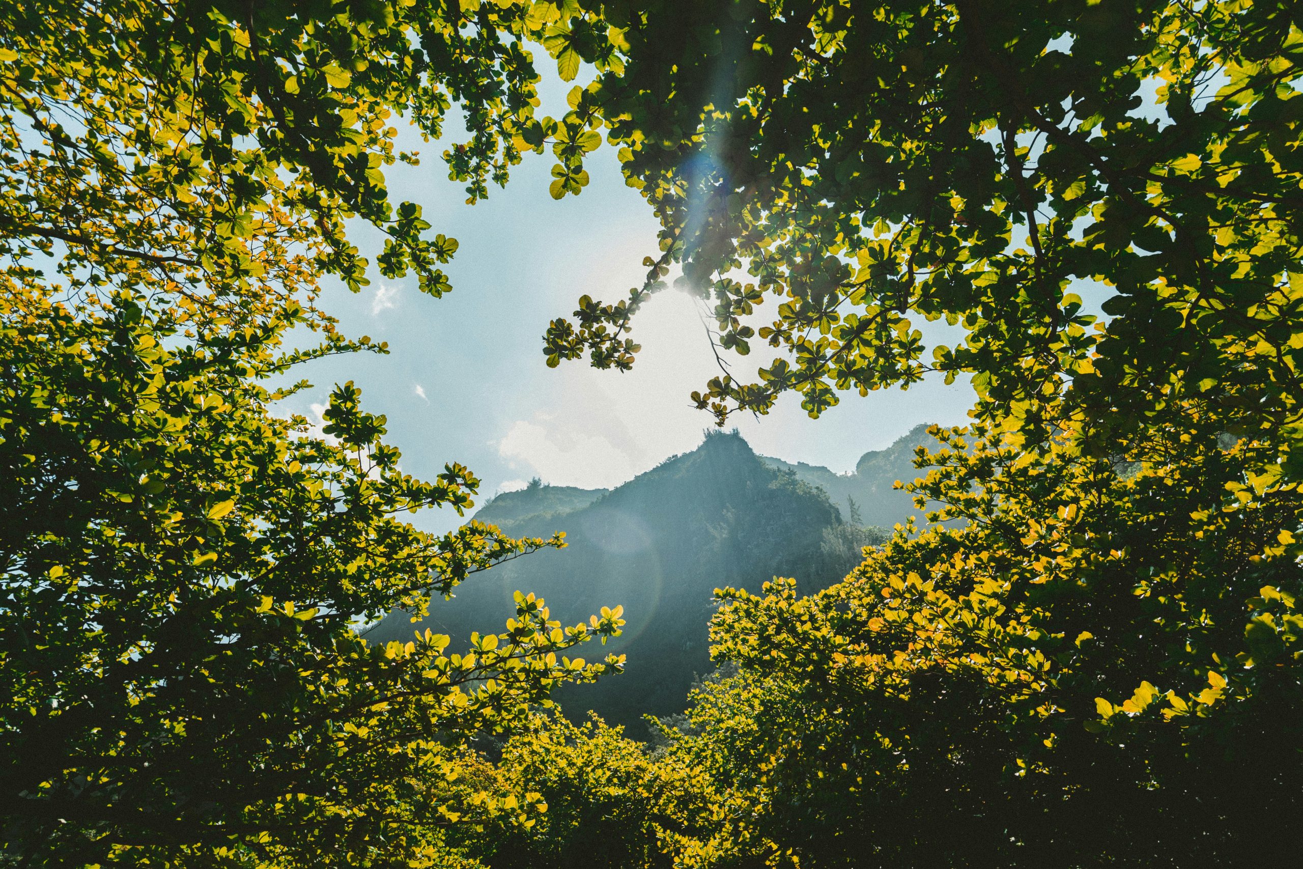 Sunlight breaking through jungle canopy over a mountain ridge